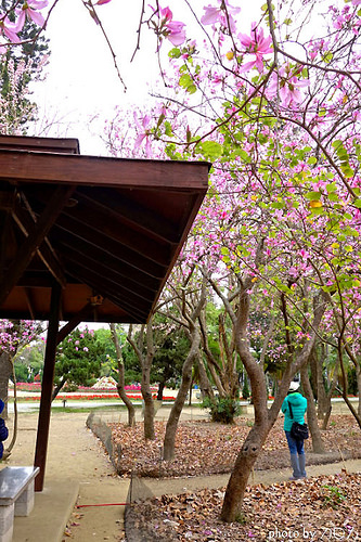 04_台南公園羊蹄甲