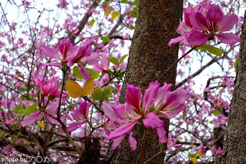19_台南公園羊蹄甲