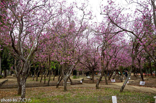12_台南公園羊蹄甲