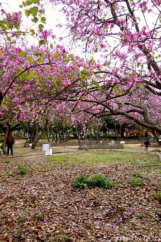 08_台南公園羊蹄甲