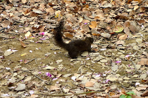 14_台南公園羊蹄甲