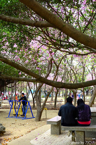 21-2_台南公園羊蹄甲