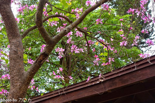 07_台南公園羊蹄甲