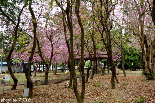 01_台南公園羊蹄甲
