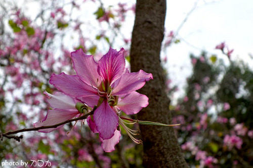 18_台南公園羊蹄甲