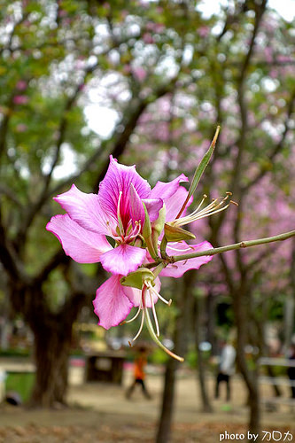 10-1_台南公園羊蹄甲