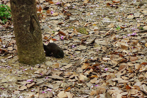 16_台南公園羊蹄甲