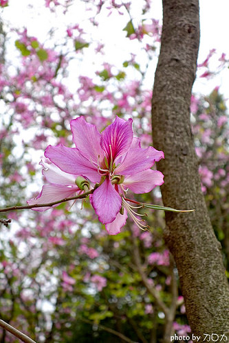 17_台南公園羊蹄甲