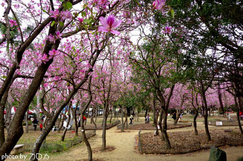 23_台南公園羊蹄甲