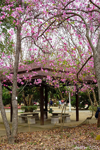 02_台南公園羊蹄甲