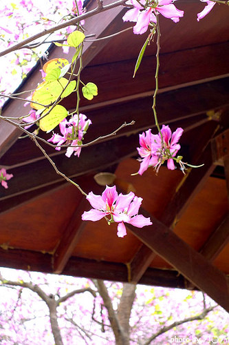 05_台南公園羊蹄甲