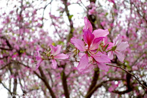 20_台南公園羊蹄甲