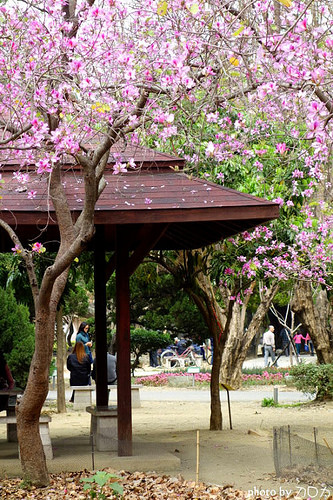 03_台南公園羊蹄甲