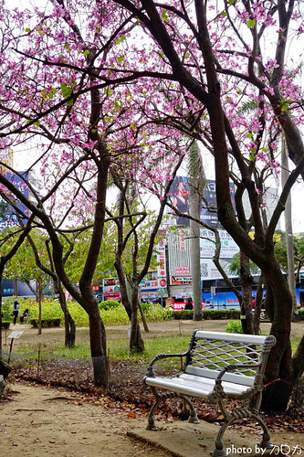 21-3_台南公園羊蹄甲