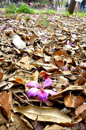 09_台南公園羊蹄甲