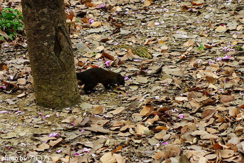 15_台南公園羊蹄甲