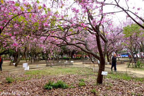 11_台南公園羊蹄甲