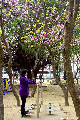 21-1_台南公園羊蹄甲