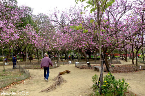 12-1_台南公園羊蹄甲