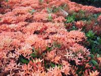 林文必涼麵(大直店)：大直國趴趴走7+．實踐大學周邊、林文必涼麵