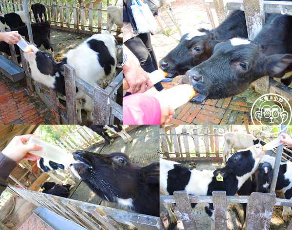 四方牧場：作伙來企投【苗栗竹南･四方鮮乳休閒牧場】哞〜