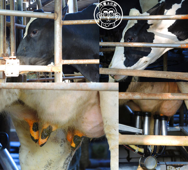 四方牧場：作伙來企投【苗栗竹南･四方鮮乳休閒牧場】哞〜