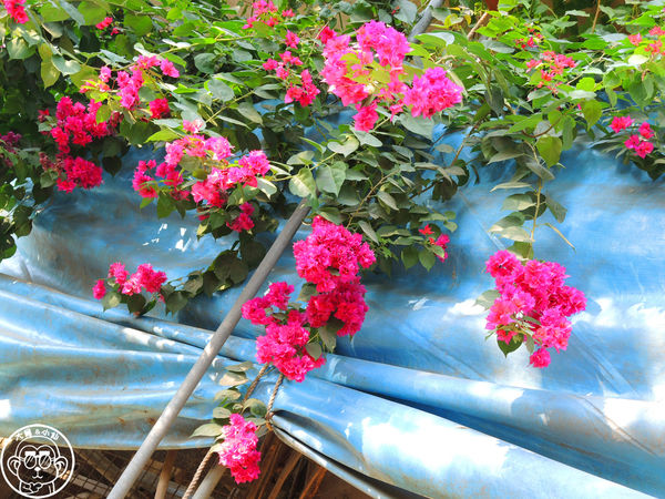 四方牧場：作伙來企投【苗栗竹南･四方鮮乳休閒牧場】哞〜