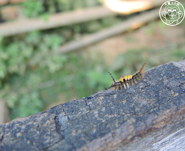 四方牧場：作伙來企投【苗栗竹南･四方鮮乳休閒牧場】哞〜