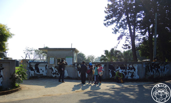 四方牧場：作伙來企投【苗栗竹南･四方鮮乳休閒牧場】哞〜