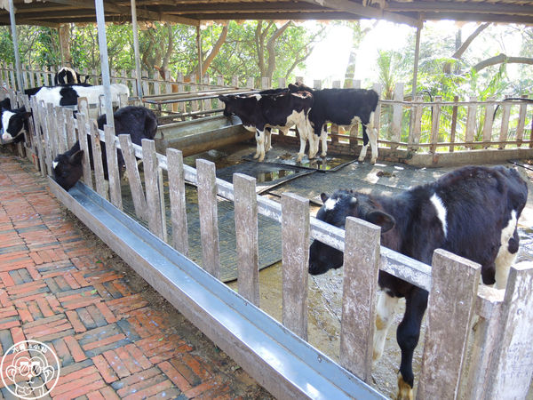 四方牧場：作伙來企投【苗栗竹南･四方鮮乳休閒牧場】哞〜