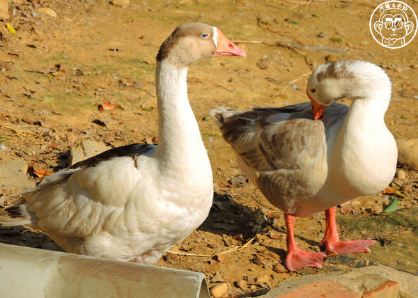 四方牧場：作伙來企投【苗栗竹南･四方鮮乳休閒牧場】哞〜