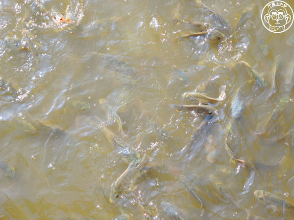 四方牧場：作伙來企投【苗栗竹南･四方鮮乳休閒牧場】哞〜