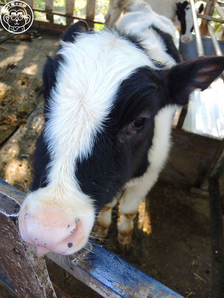 四方牧場：作伙來企投【苗栗竹南･四方鮮乳休閒牧場】哞〜