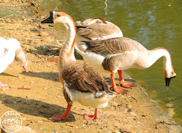 四方牧場：作伙來企投【苗栗竹南･四方鮮乳休閒牧場】哞〜