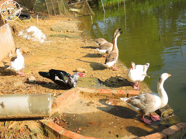 四方牧場：作伙來企投【苗栗竹南･四方鮮乳休閒牧場】哞〜
