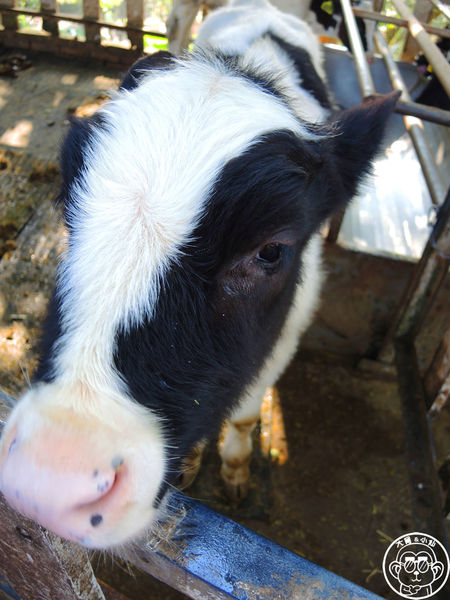 四方牧場：作伙來企投【苗栗竹南･四方鮮乳休閒牧場】哞〜