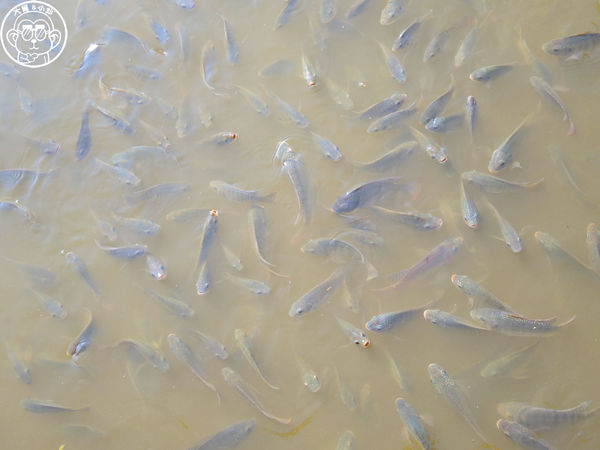 四方牧場：作伙來企投【苗栗竹南･四方鮮乳休閒牧場】哞〜