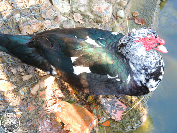 四方牧場：作伙來企投【苗栗竹南･四方鮮乳休閒牧場】哞〜