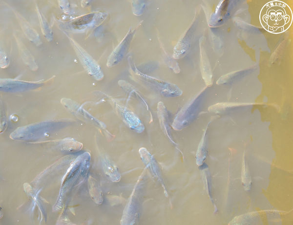 四方牧場：作伙來企投【苗栗竹南･四方鮮乳休閒牧場】哞〜