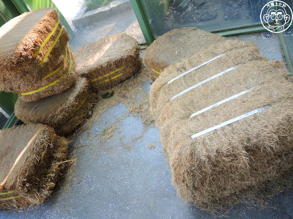 四方牧場：作伙來企投【苗栗竹南･四方鮮乳休閒牧場】哞〜