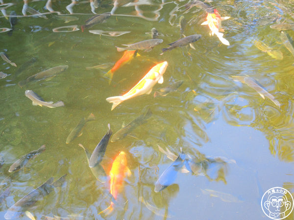 四方牧場：作伙來企投【苗栗竹南･四方鮮乳休閒牧場】哞〜