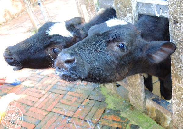 四方牧場：作伙來企投【苗栗竹南･四方鮮乳休閒牧場】哞〜