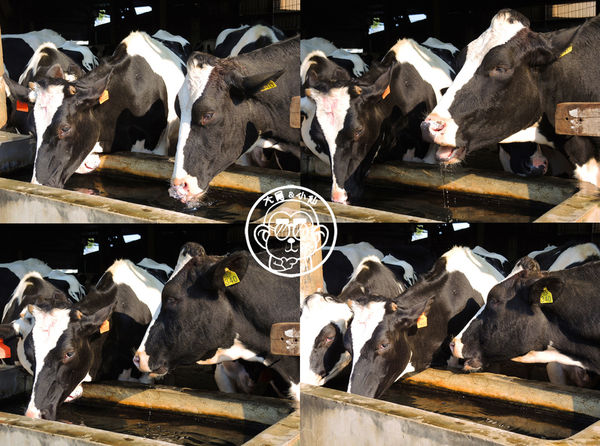 四方牧場：作伙來企投【苗栗竹南･四方鮮乳休閒牧場】哞〜