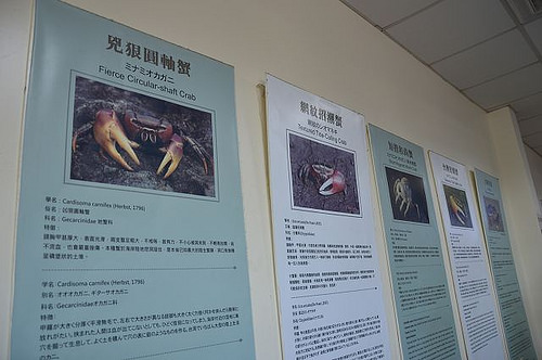 四草綠色隧道06