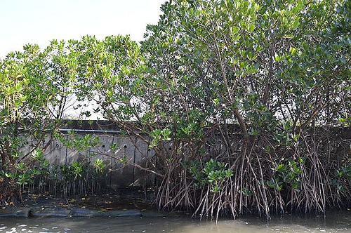 四草綠色隧道14