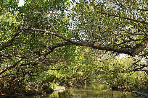 四草綠色隧道30