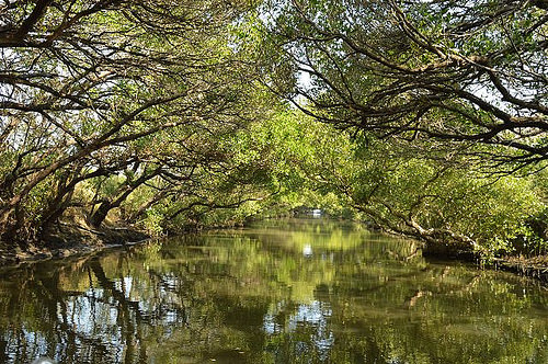 四草綠色隧道32