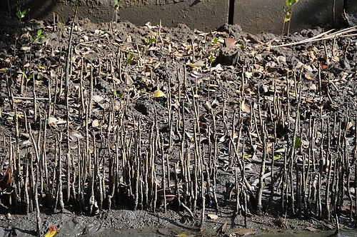 四草綠色隧道15