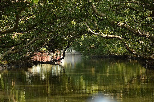 四草綠色隧道37