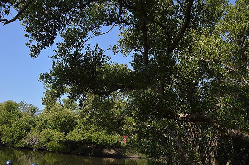 四草綠色隧道24